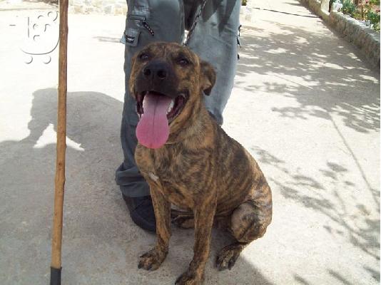 Πιτ Μπουλ ημιαιμη χαριζεται